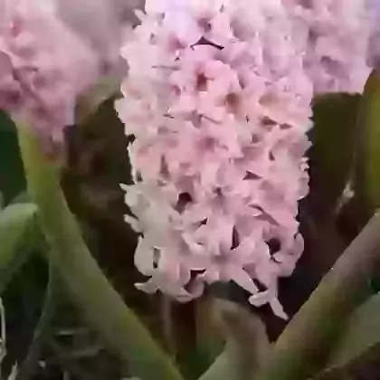 Apricot Passion